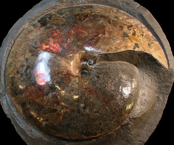 Museum Quality Placenticeras Ammonite - South Dakota #31427